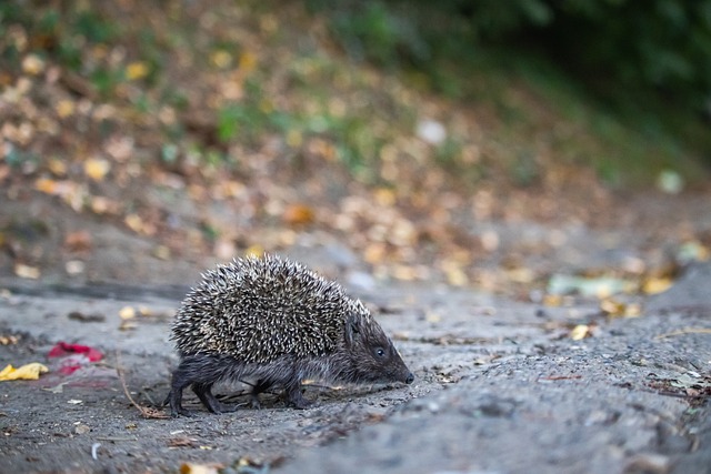 很多球迷和 很多球迷和