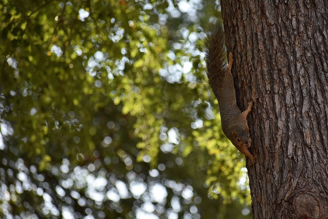 的进攻策略 的进攻策略